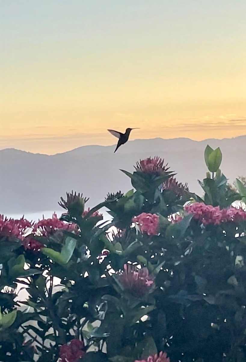 Hummingbird feeding among pink flowers with the valley behind